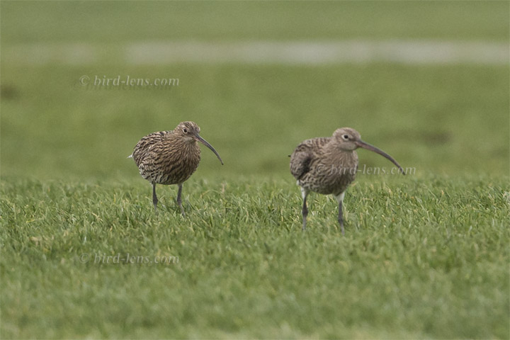 Großer Brachvogel Großer Brachvogel